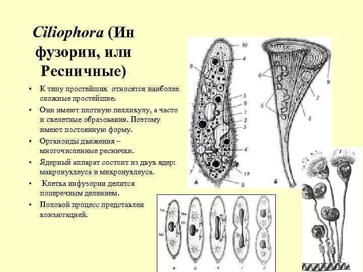 Ciliophora (Ин фузории, или Ресничные) • • • К типу простейших относятся наиболее сложные