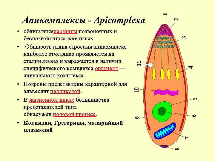 Апикомплексы - Apicomplexa • облигатныепаразиты позвоночных и беспозвоночных животных. • Общность плана строения апикомплекс