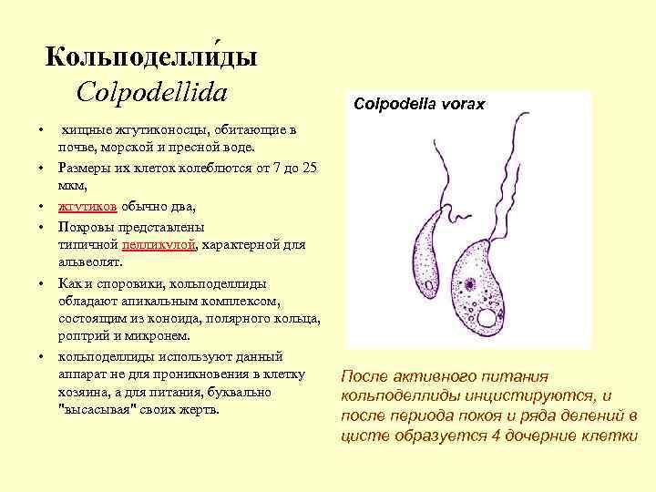 Кольподелли ды Colpodellida • • • хищные жгутиконосцы, обитающие в почве, морской и пресной