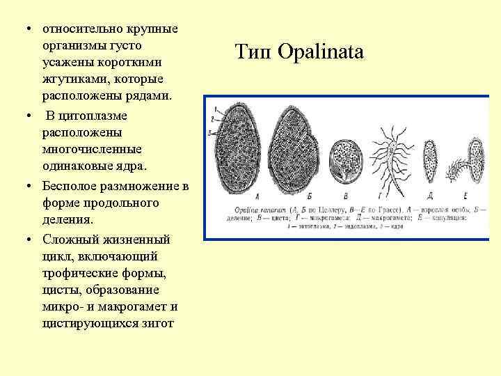  • относительно крупные организмы густо усажены короткими жгутиками, которые расположены рядами. • В