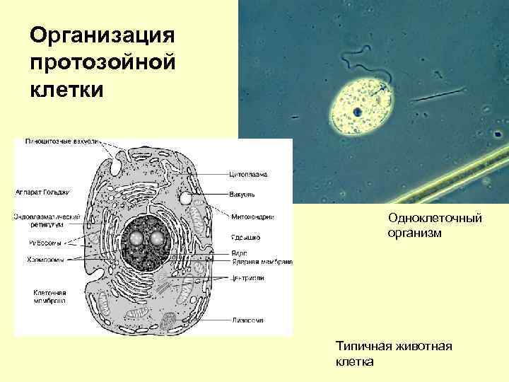 Организация протозойной клетки Одноклеточный организм Типичная животная клетка 