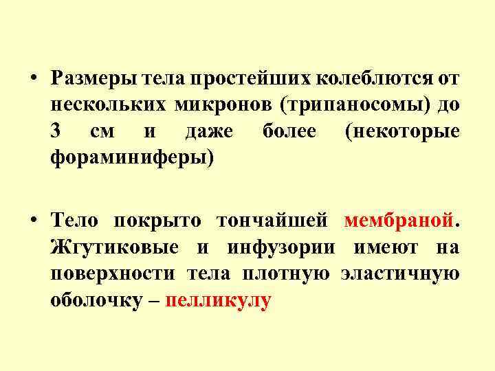  • Размеры тела простейших колеблются от нескольких микронов (трипаносомы) до 3 см и