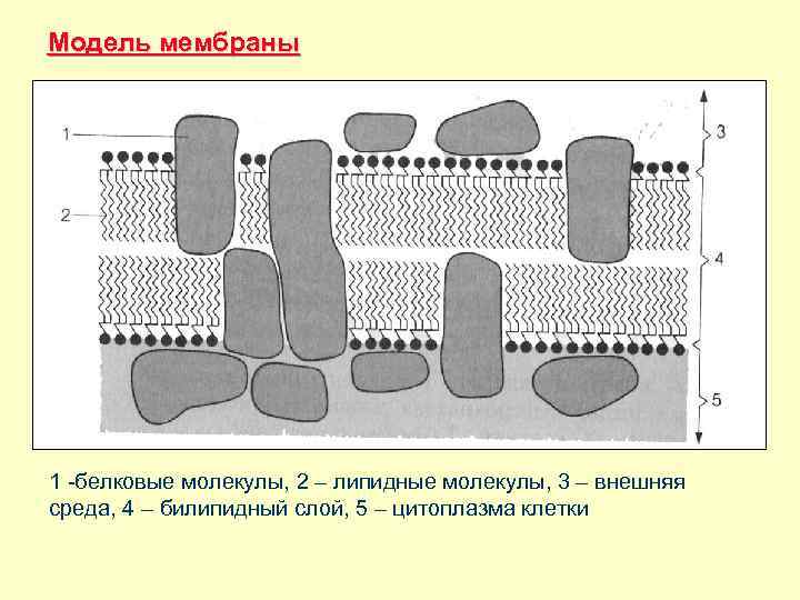 Модель мембраны 1 -белковые молекулы, 2 – липидные молекулы, 3 – внешняя среда, 4