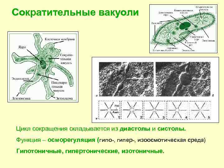 Сократительные вакуоли Цикл сокращения складывается из диастолы и систолы. Функция – осморегуляция (гипо-, гипер-,