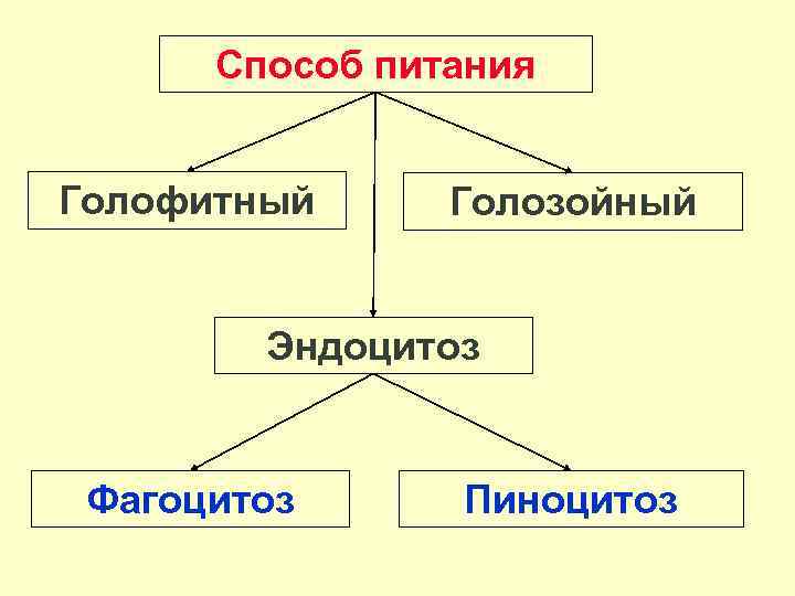 Способ питания Голофитный Голозойный Эндоцитоз Фагоцитоз Пиноцитоз 