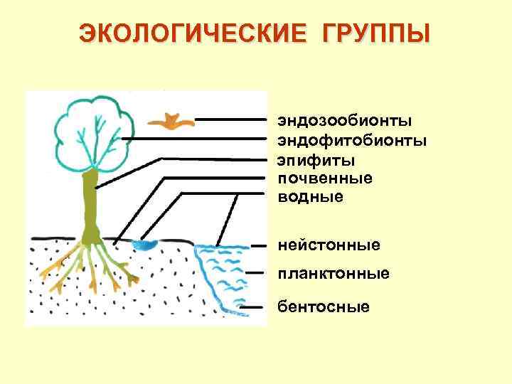 ЭКОЛОГИЧЕСКИЕ ГРУППЫ эндозообионты эндофитобионты эпифиты почвенные водные нейстонные планктонные бентосные 