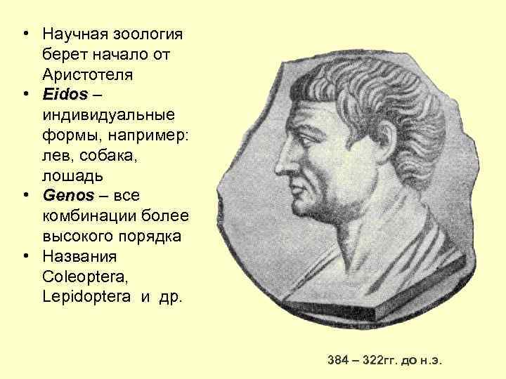  • Научная зоология берет начало от Аристотеля • Eidos – Eidos индивидуальные формы,