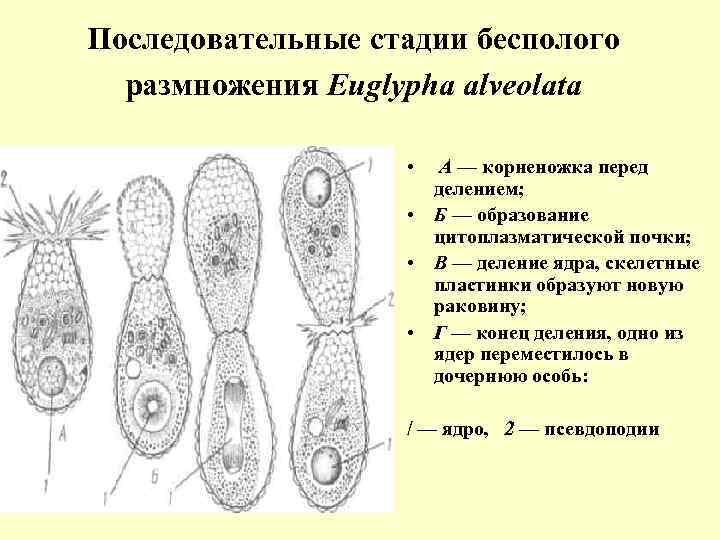 Последовательные стадии бесполого размножения Euglypha alveolata • А — корненожка перед делением; • Б