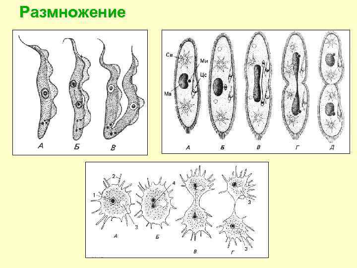 Размножение 