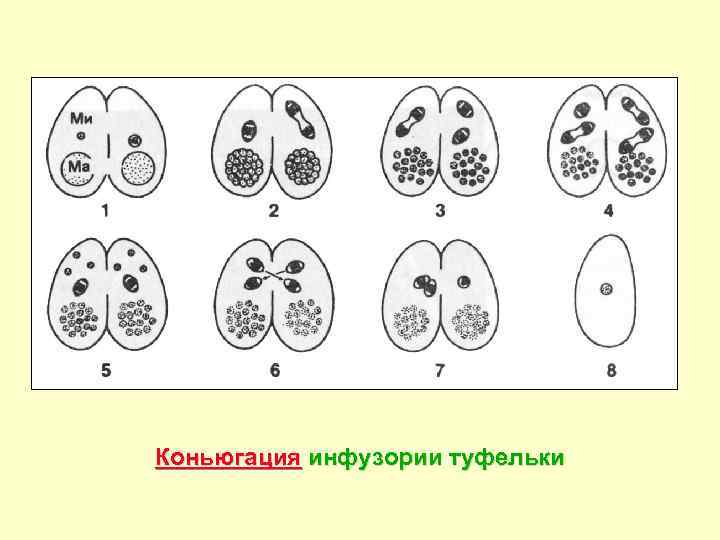 Коньюгация инфузории туфельки 