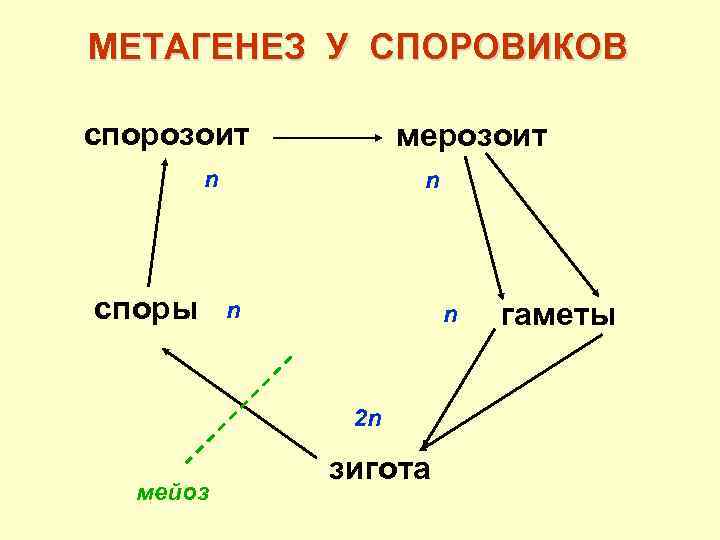 МЕТАГЕНЕЗ У СПОРОВИКОВ спорозоит мерозоит n споры n n n 2 n мейоз зигота