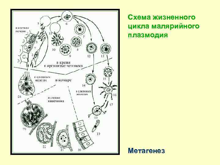 Схема жизненного цикла малярийного плазмодия Метагенез 