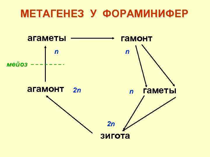 МЕТАГЕНЕЗ У ФОРАМИНИФЕР агаметы гамонт n n мейоз агамонт 2 n n 2 n