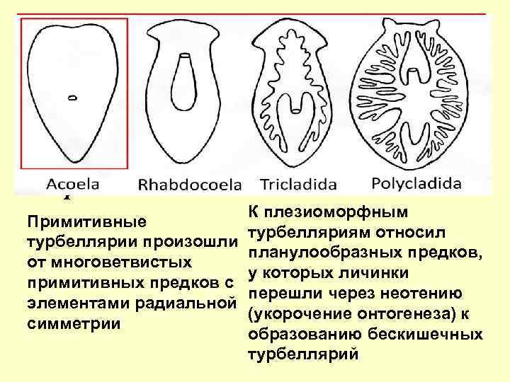 Возникновение биллатеральной симметрии ДВЕ ТЕОРИИ: Теория Ланга Теория Граффа К плезиоморфным Примитивные турбелляриям относил