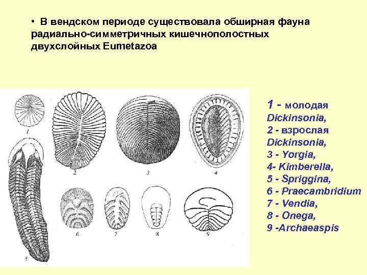  • В вендском периоде существовала обширная фауна радиально-симметричных кишечнополостных двухслойных Eumetazoa 1 -