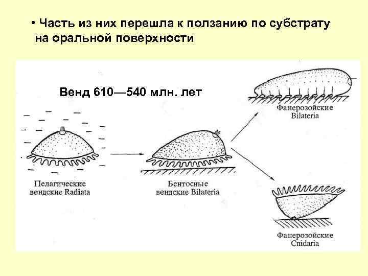  • Часть из них перешла к ползанию по субстрату на оральной поверхности Венд