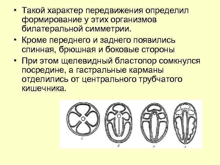 • Такой характер передвижения определил формирование у этих организмов билатеральной симметрии. • Кроме