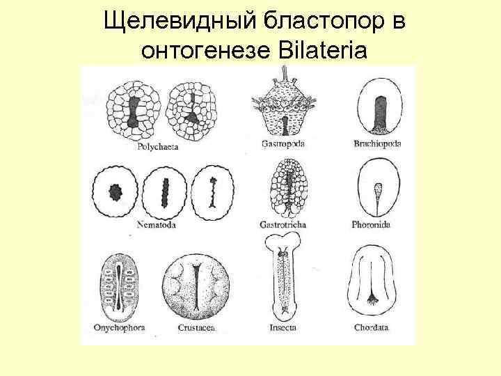 Щелевидный бластопор в онтогенезе Bilateria 