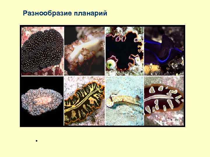 Разнообразие планарий • 