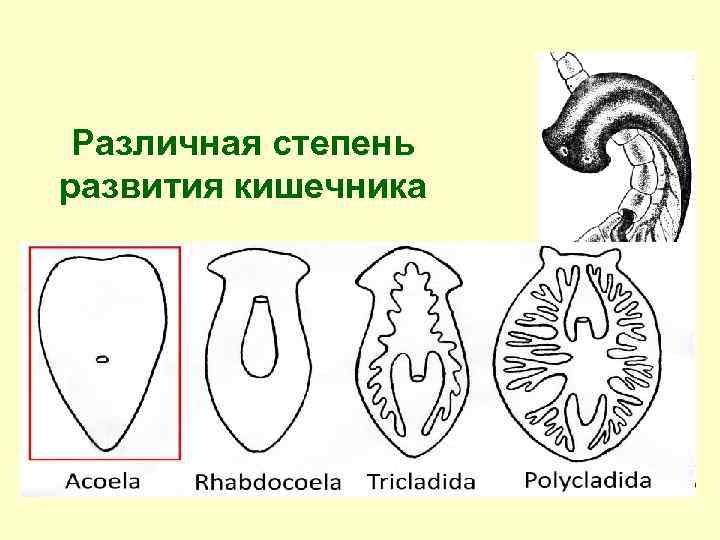 Различная степень развития кишечника 