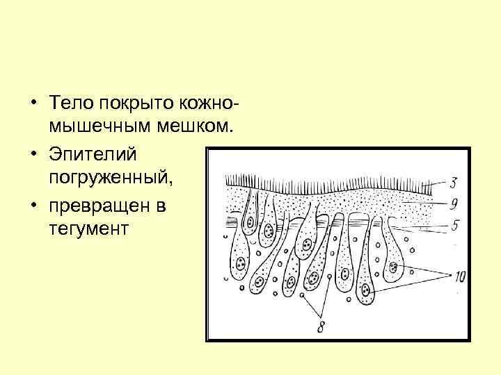  • Тело покрыто кожномышечным мешком. • Эпителий погруженный, • превращен в тегумент 