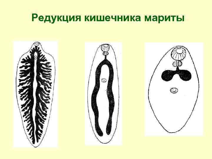 Редукция кишечника мариты 