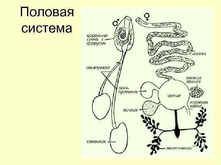 Схема половой системы