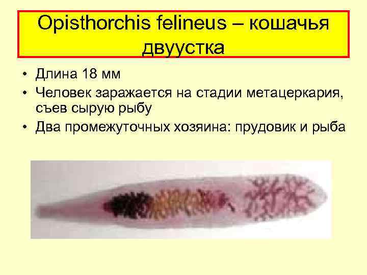 Opisthorchis felineus – кошачья двуустка • Длина 18 мм • Человек заражается на стадии