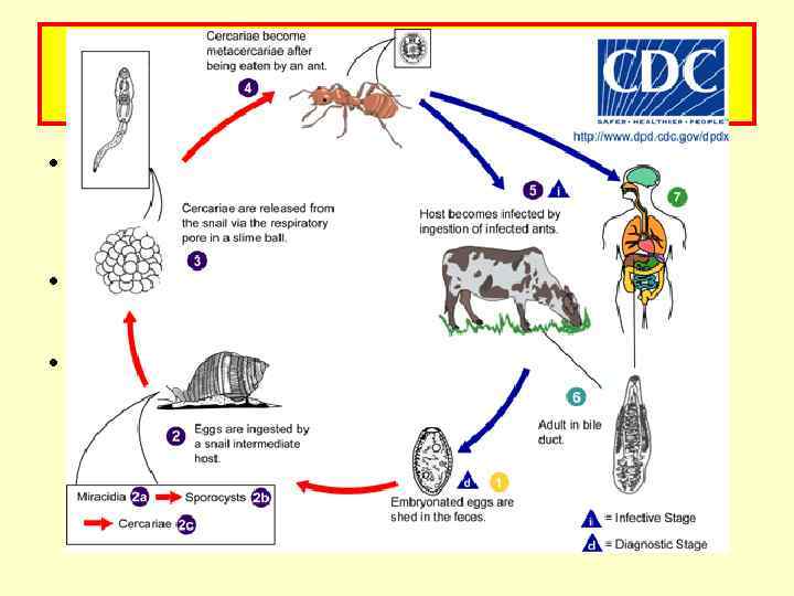Dicrocoelium dendriticum – ланцетовидный сосальщик • Корова, овцы, человек – основные хозяева • Наземная