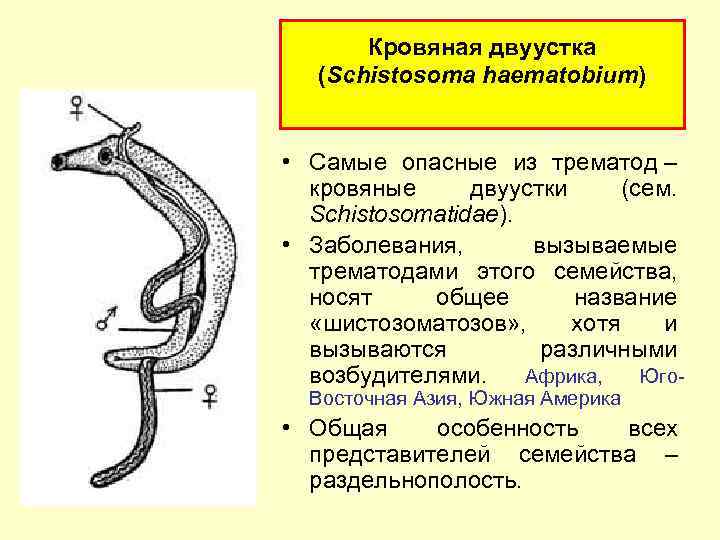 Кровяная двуустка (Schistosoma haematobium) • Самые опасные из трематод – кровяные двуустки (сем. Schistosomatidae).