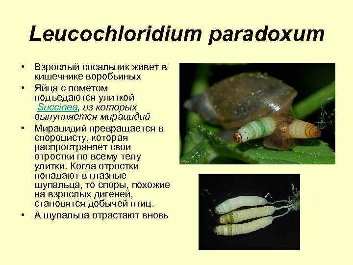 Leucochloridium paradoxum • Взрослый сосальцик живет в кишечнике воробьиных • Яйца с пометом подъедаются