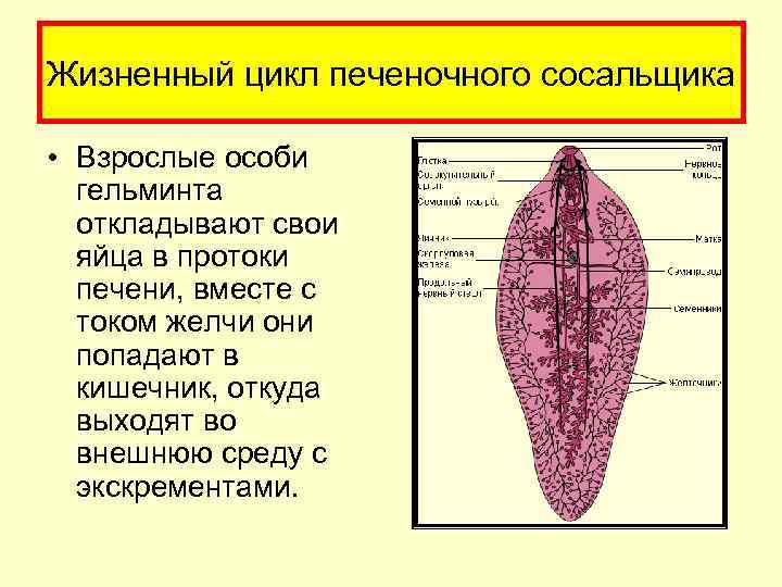 Жизненный цикл печеночного сосальщика • Взрослые особи гельминта откладывают свои яйца в протоки печени,