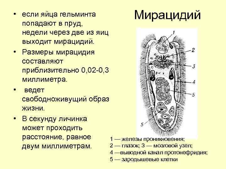 Мирацидий • если яйца гельминта попадают в пруд, недели через две из яиц выходит