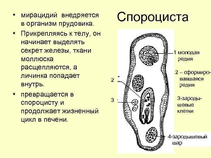  • мирацидий внедряется в организм прудовика. • Прикрепляясь к телу, он начинает выделять