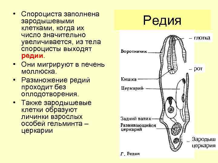  • Спороциста заполнена зародышевыми клетками, когда их число значительно увеличивается, из тела спороцисты