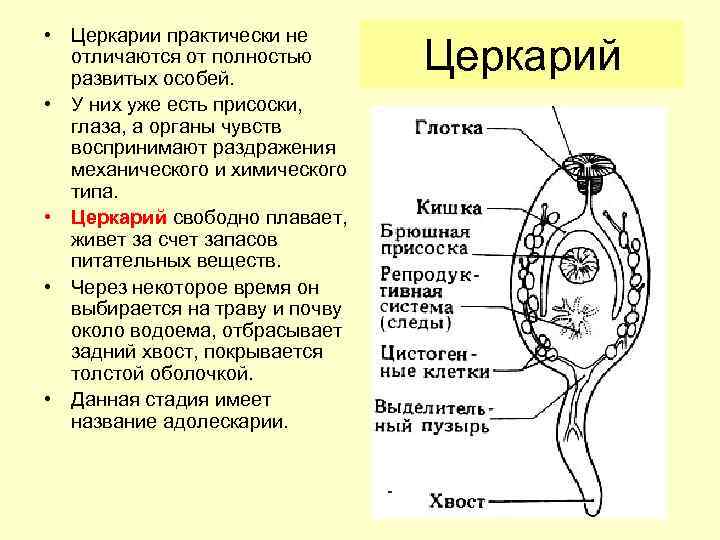  • Церкарии практически не отличаются от полностью развитых особей. • У них уже