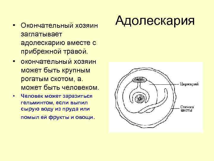  • Окончательный хозяин заглатывает адолескарию вместе с прибрежной травой. • окончательный хозяин может