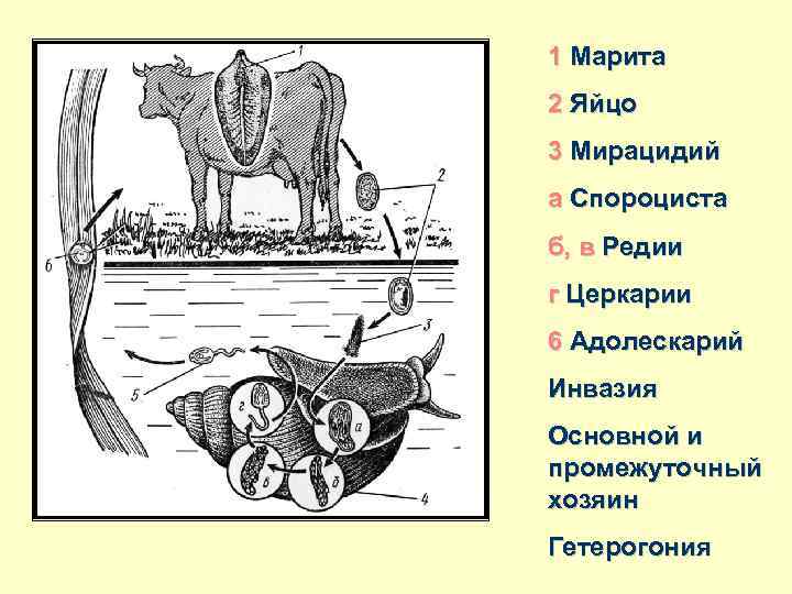 1 Марита 2 Яйцо 3 Мирацидий а Спороциста б, в Редии г Церкарии 6