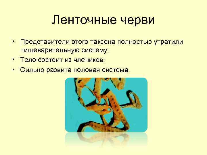 Ленточные черви • Представители этого таксона полностью утратили пищеварительную систему; • Тело состоит из