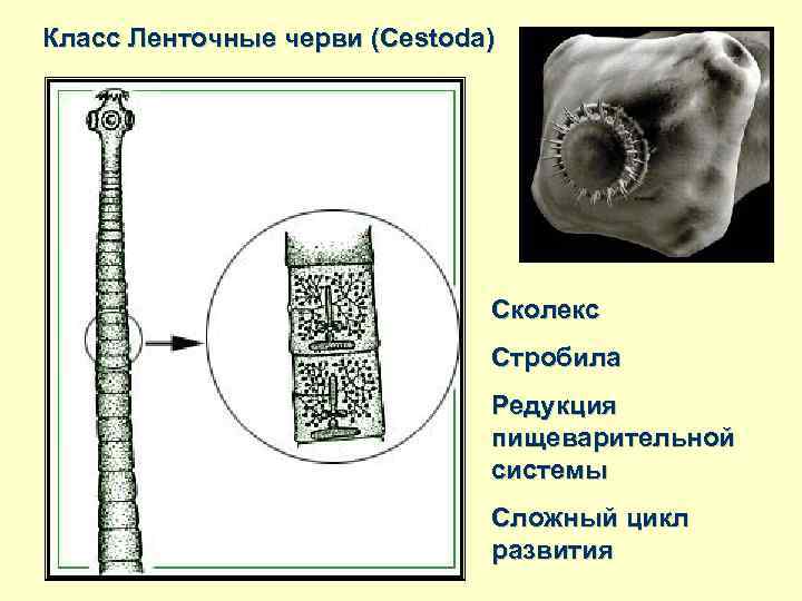 Класс Ленточные черви (Cestoda) Сколекс Стробила Редукция пищеварительной системы Сложный цикл развития 