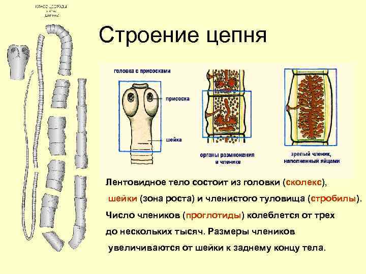 Строение цепня Лентовидное тело состоит из головки (сколекс), шейки (зона роста) и членистого туловища