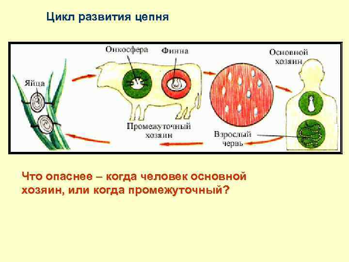 Цикл развития цепня Что опаснее – когда человек основной хозяин, или когда промежуточный? 