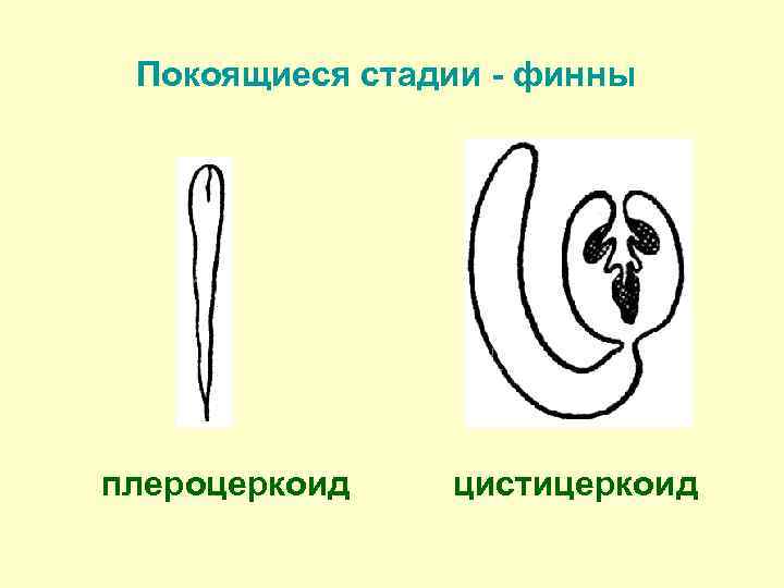 Покоящиеся стадии - финны плероцеркоид цистицеркоид 
