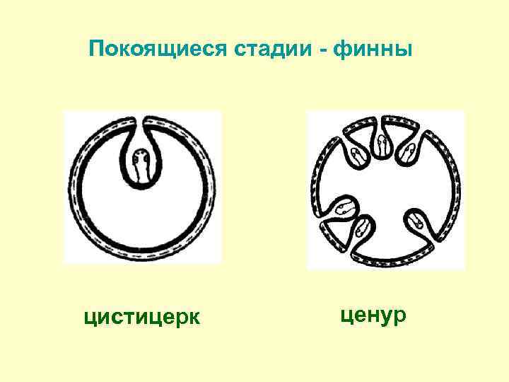 Покоящиеся стадии - финны цистицерк ценур 