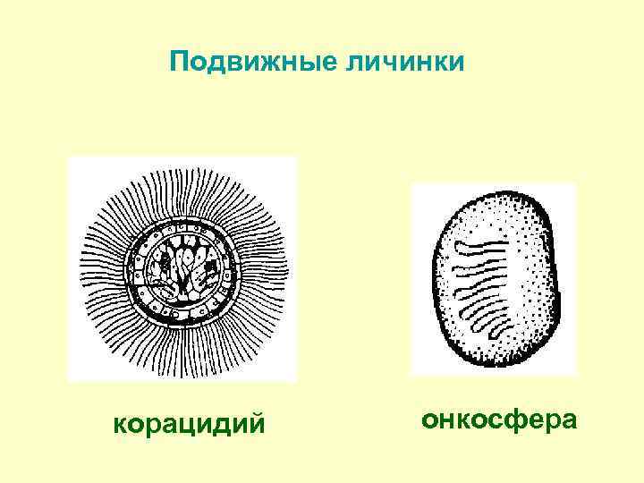 Подвижные личинки корацидий онкосфера 