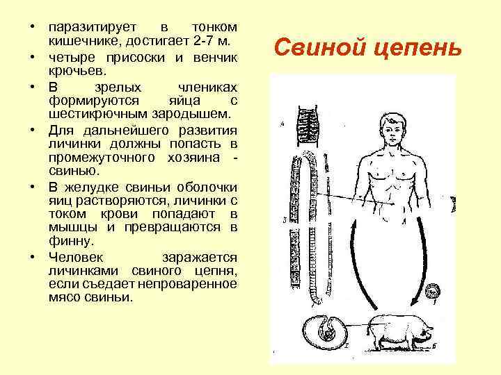  • паразитирует в тонком кишечнике, достигает 2 -7 м. • четыре присоски и