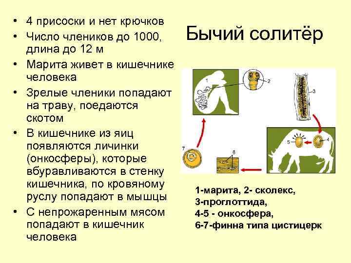  • 4 присоски и нет крючков • Число члеников до 1000, длина до