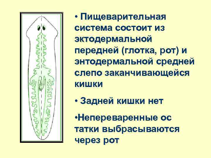  • Пищеварительная система состоит из эктодермальной передней (глотка, рот) и энтодермальной средней слепо