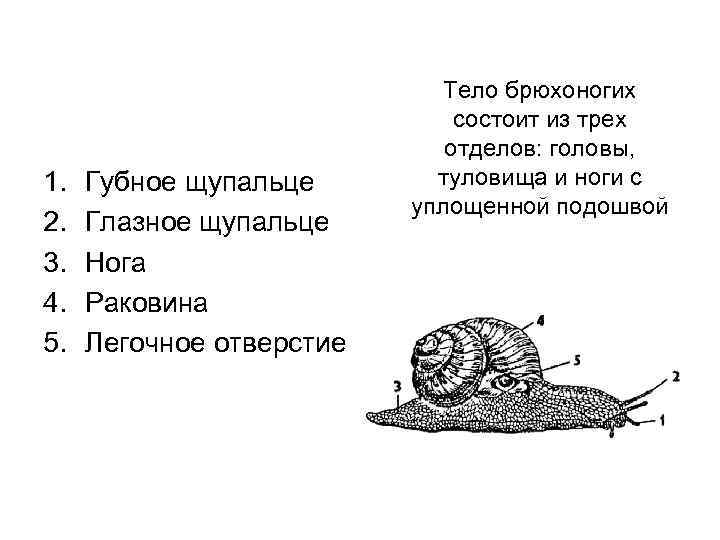 1. 2. 3. 4. 5. Губное щупальце Глазное щупальце Нога Раковина Легочное отверстие Тело