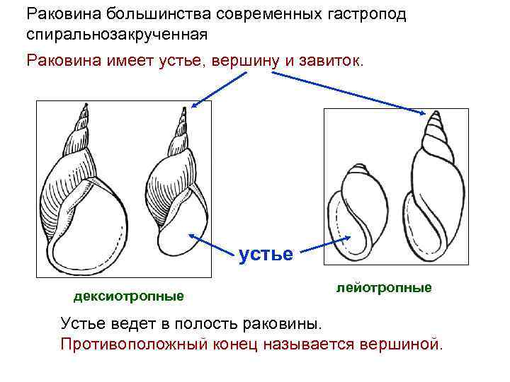 Раковина большинства современных гастропод спиральнозакрученная Раковина имеет устье, вершину и завиток. устье дексиотропные лейотропные